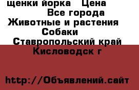 щенки йорка › Цена ­ 15 000 - Все города Животные и растения » Собаки   . Ставропольский край,Кисловодск г.